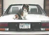 License Tag
